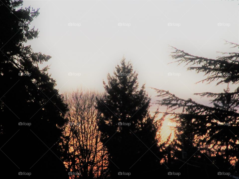 trees at sunset