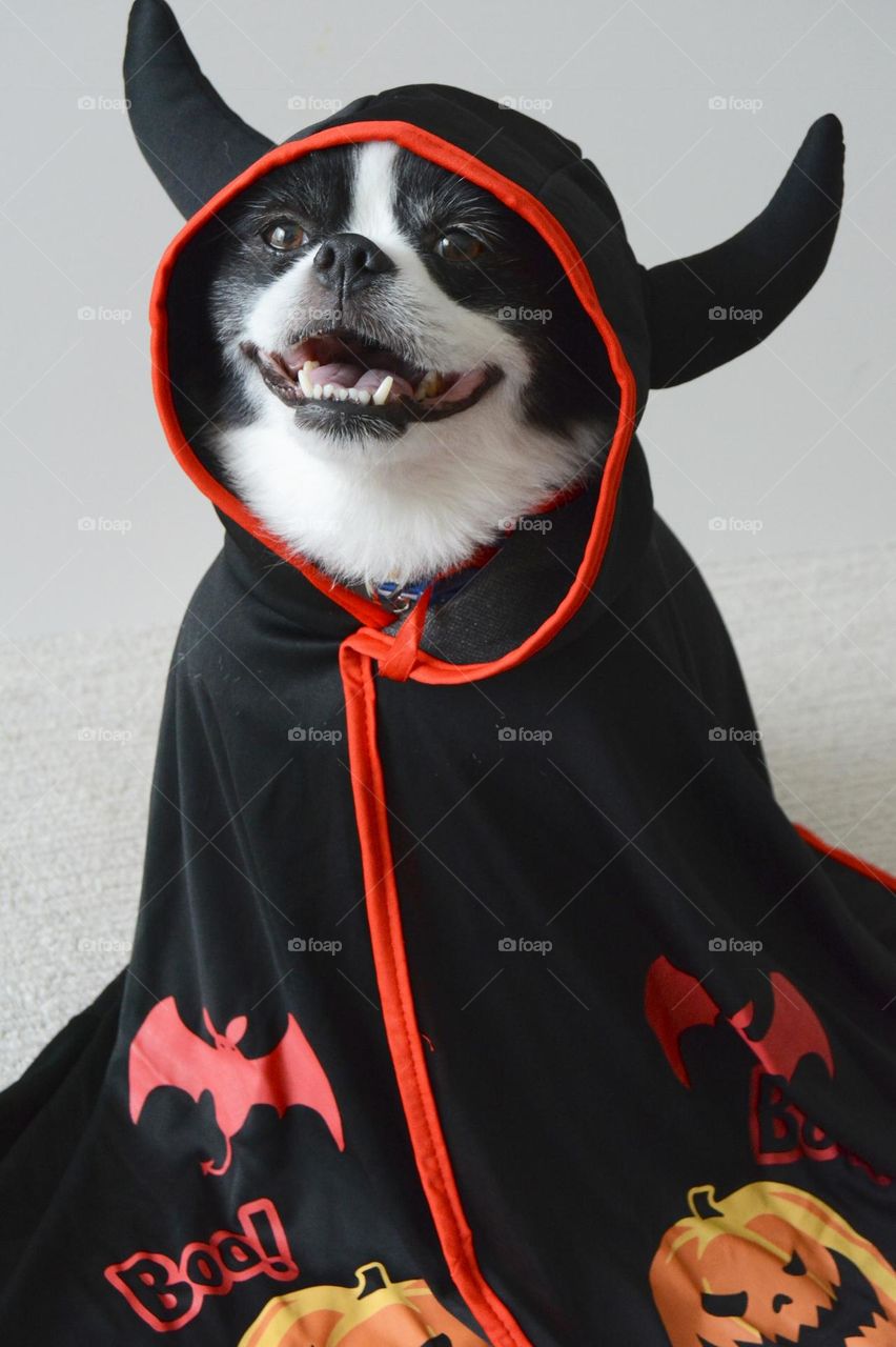 Smiley face dog in event costume 