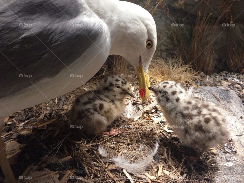 Bird feeding chicks
