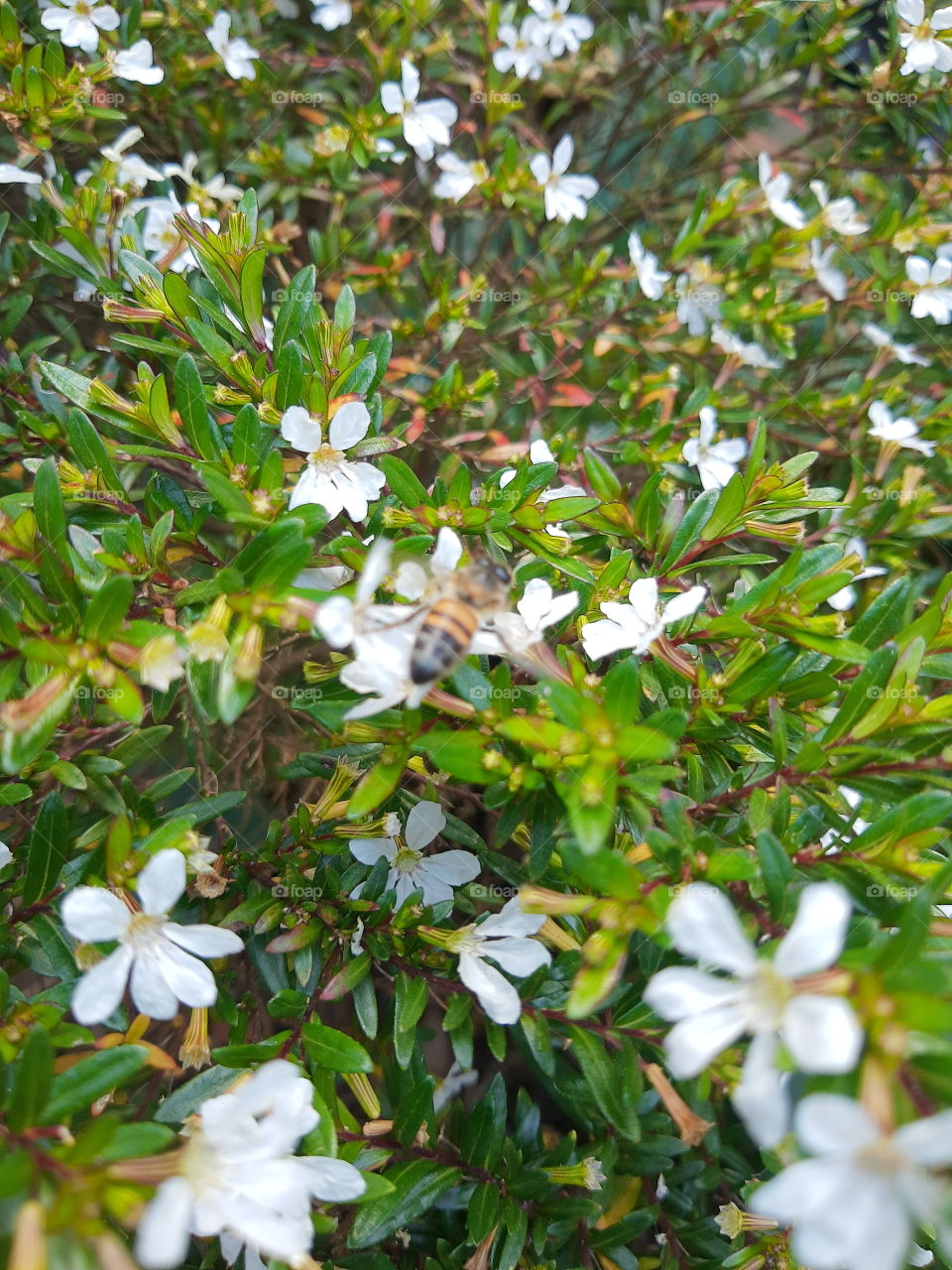 bee pollinating a flower
