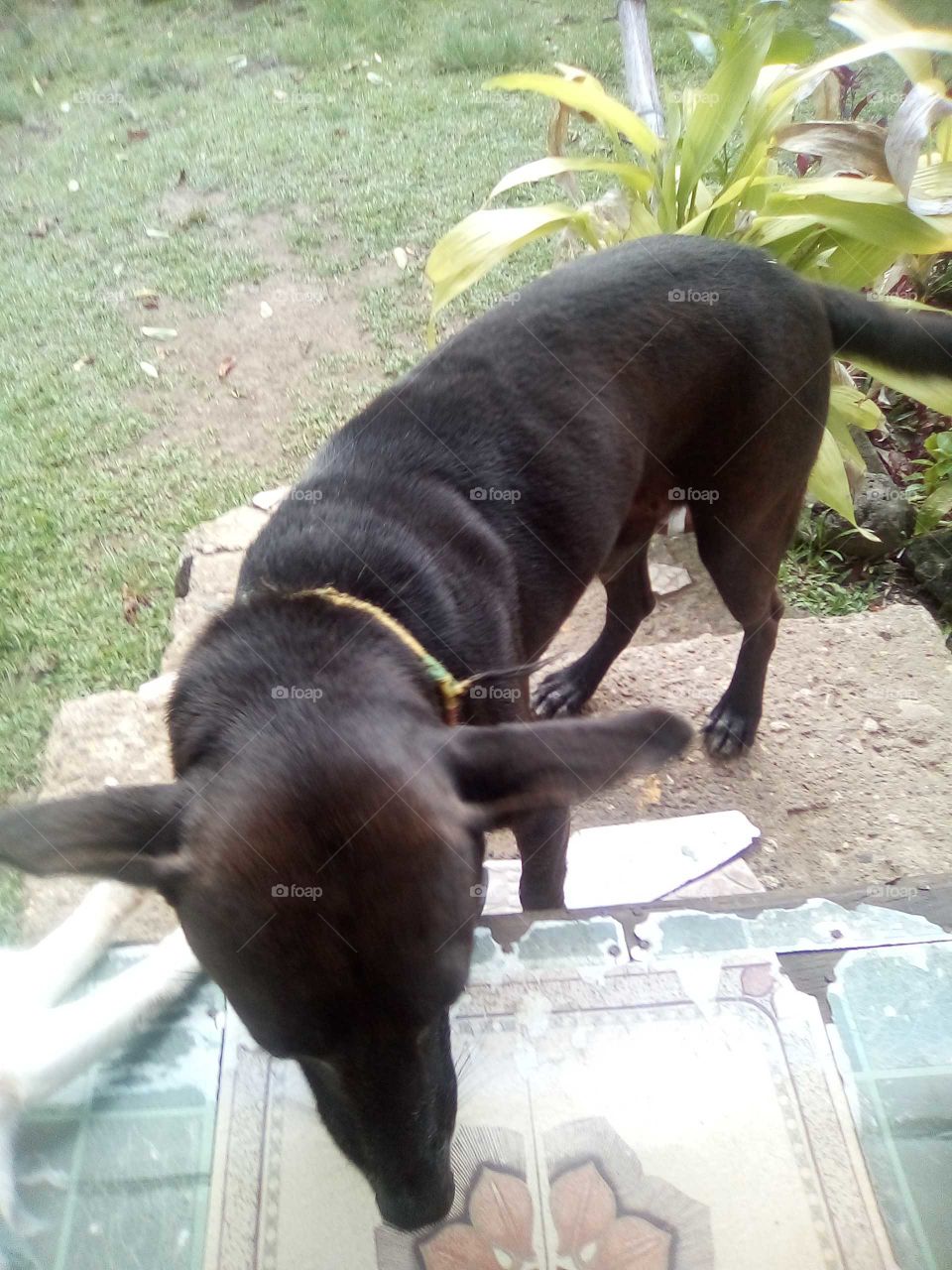 the moment we found a baby puppy on the road side we know she was meant to be in our life.