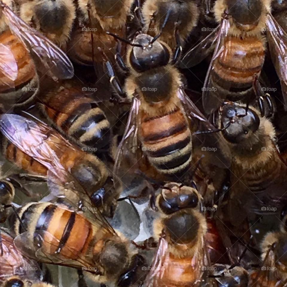 Honey bees bearding and building honeycomb

