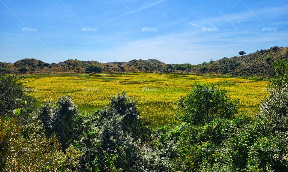 Fields of gold in the dunes of Burg Haamstede in the Netherlands are breath taking