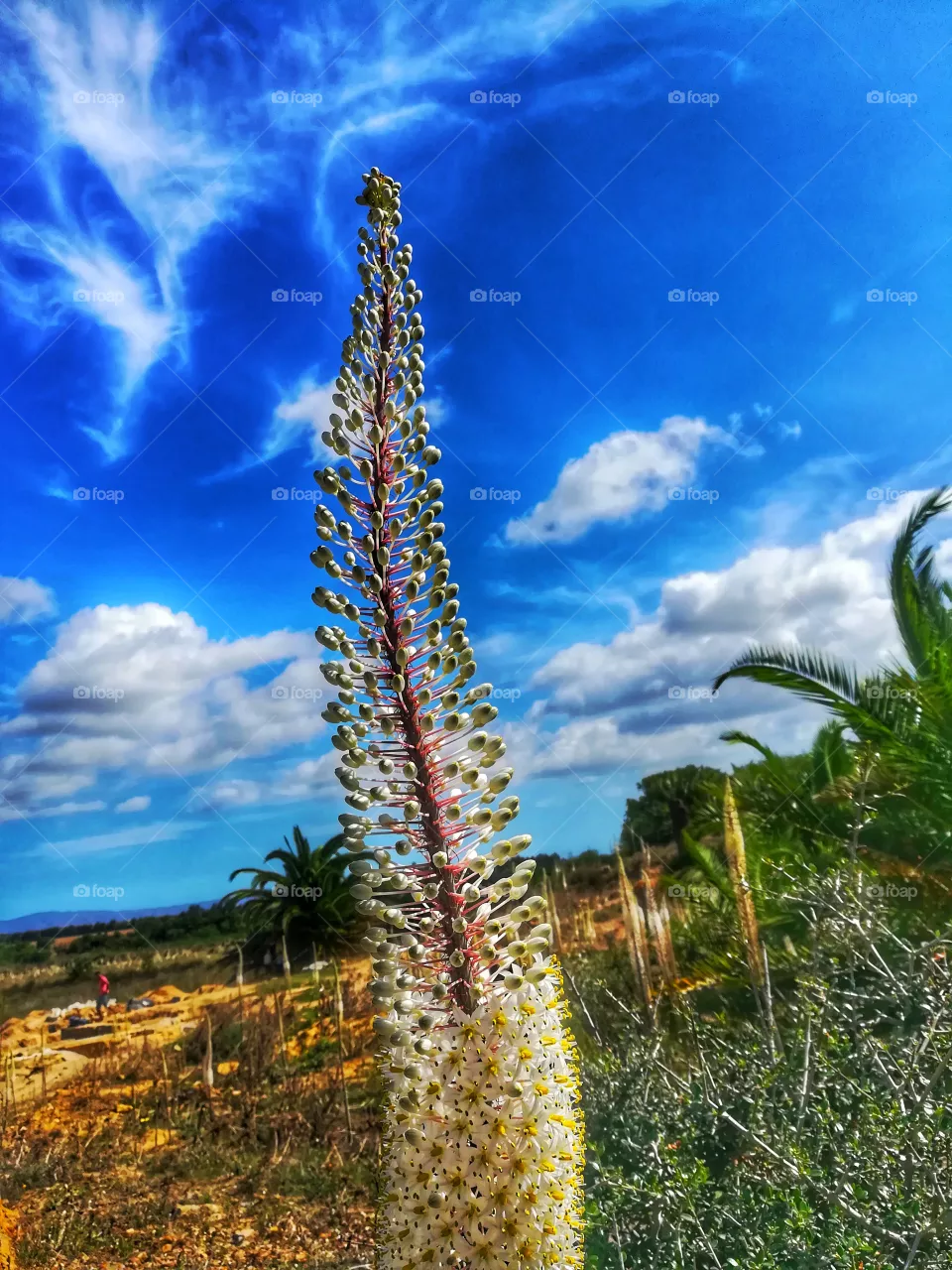 nature