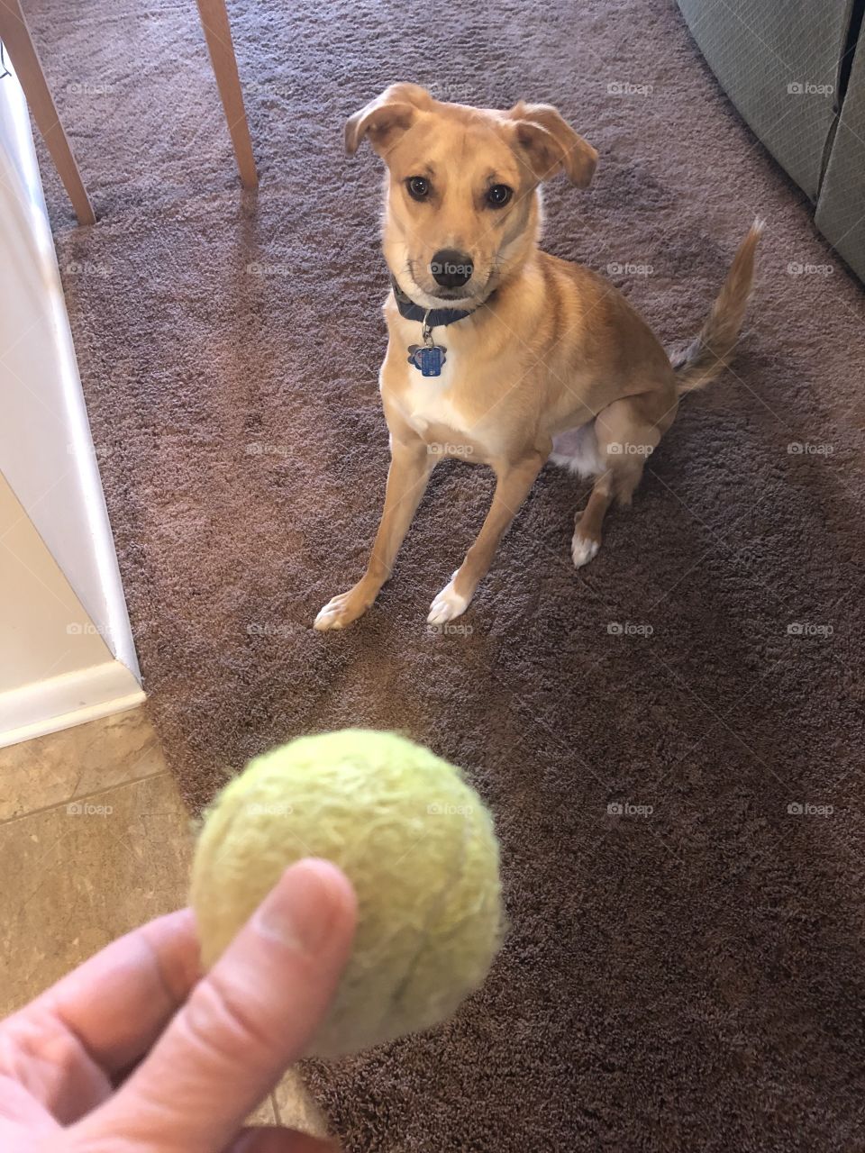 Dog waiting patiently for his ball