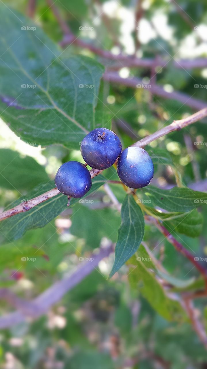 Ain't that the berries!