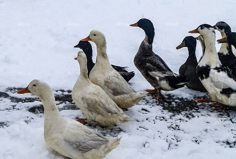 ducks in sno