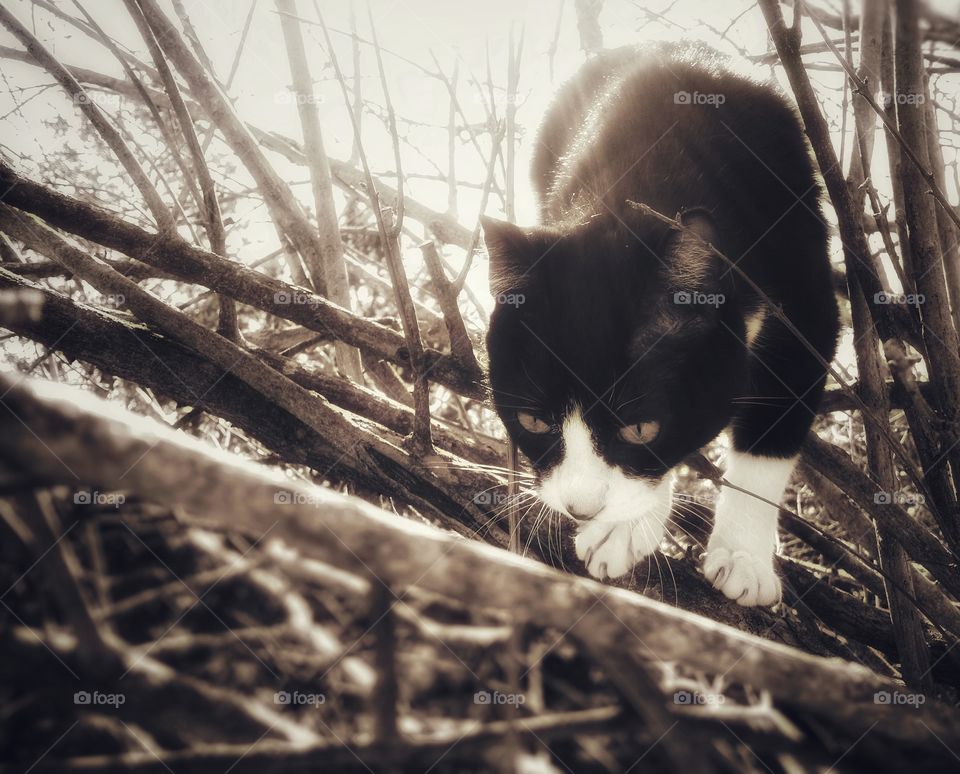 A black and white cat with golden eyes in a tree looking down