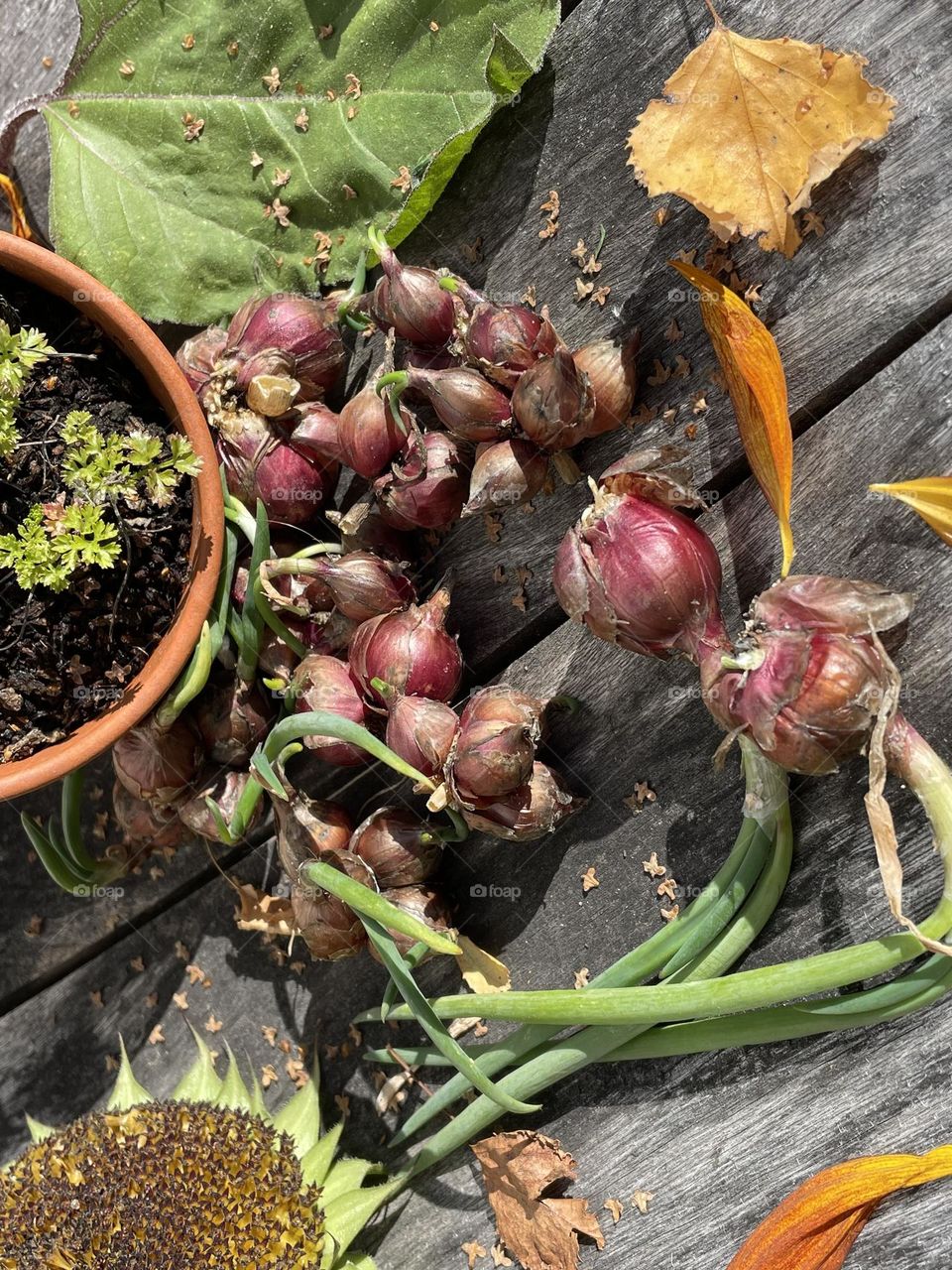 Onion 🧅