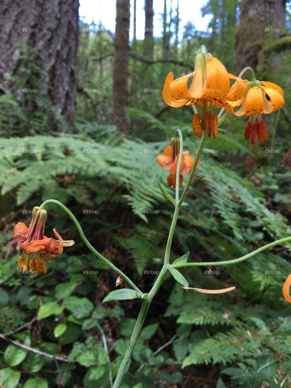 Wild lily in the Pacific Northwest forest in summer surrounded by ferns. 