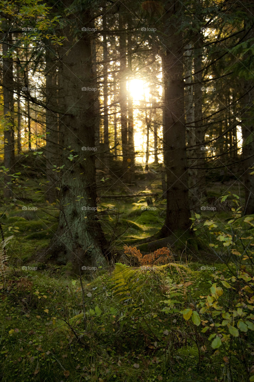 Sunlight through forest