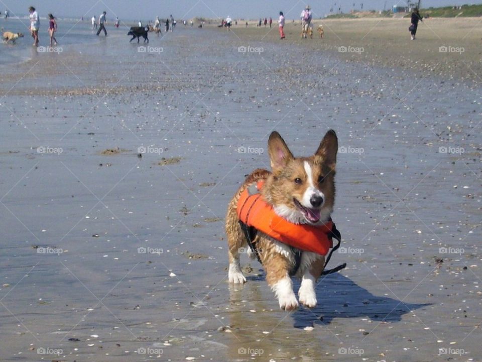 Corgi at dog beach