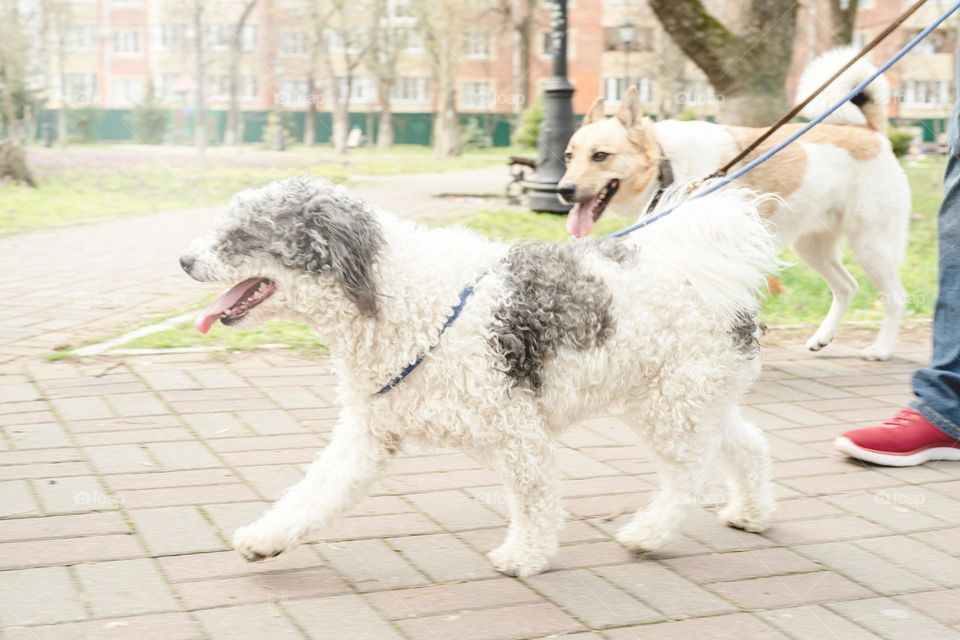 man walking three dogs outdoors