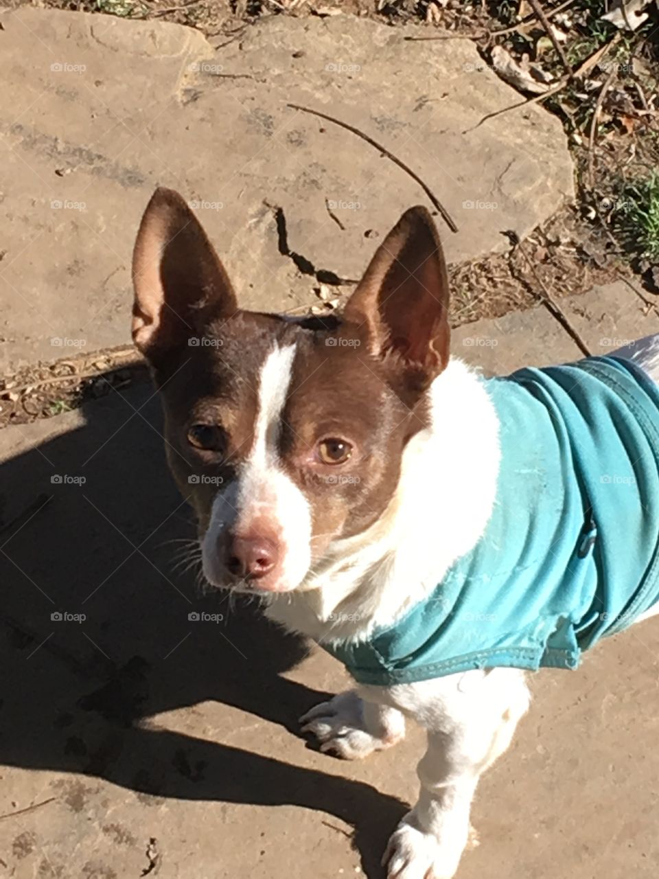 Wondering what I’m doing watching him watching me! My little Gizmo so cute as he is.