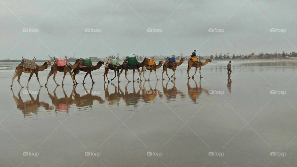 Camel caravan on a tour near the sea in Essaouira, Morocco.