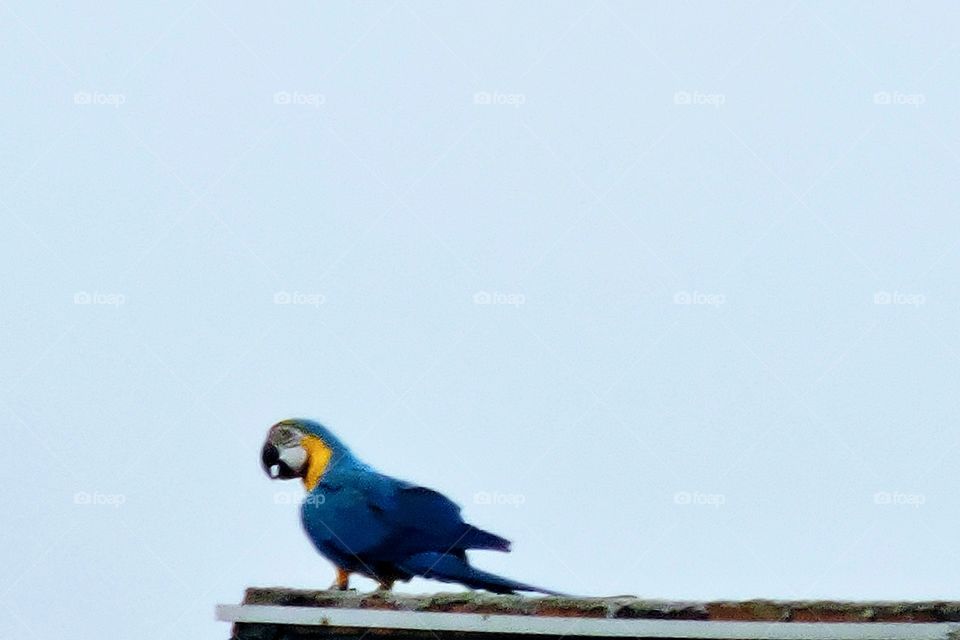 My neighbor macaw