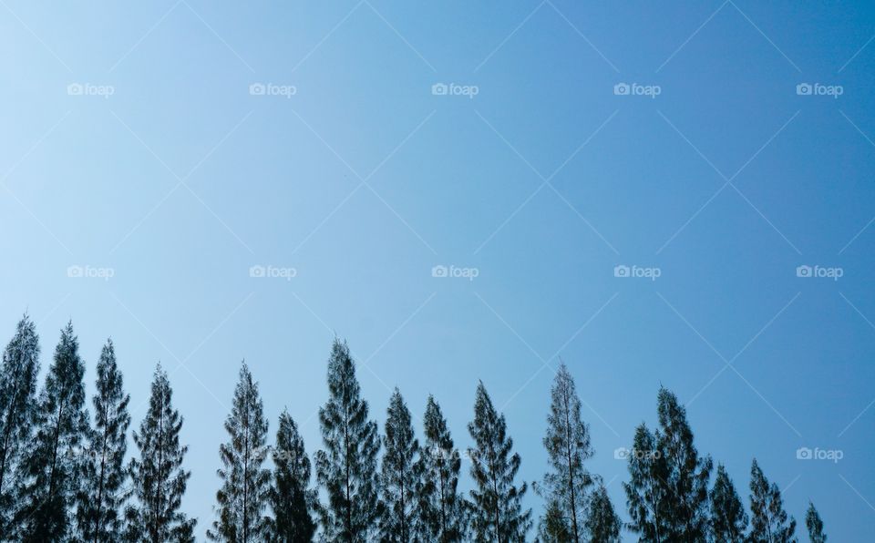 Pine trees against blue sky 