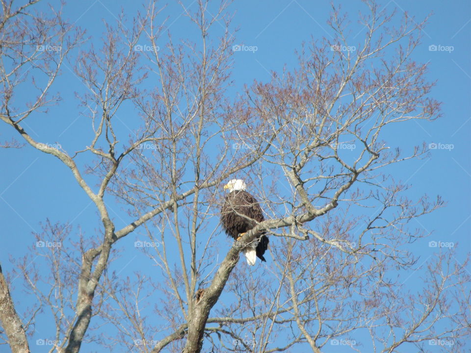 Beautiful Bald Eagle