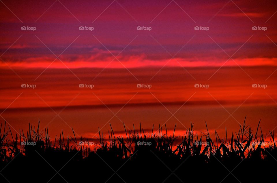 Silhouette of grass during sunset