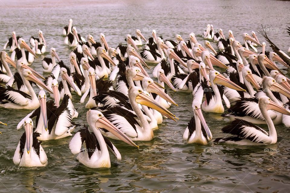 Pelican
