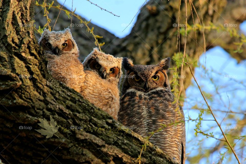 great horned owl