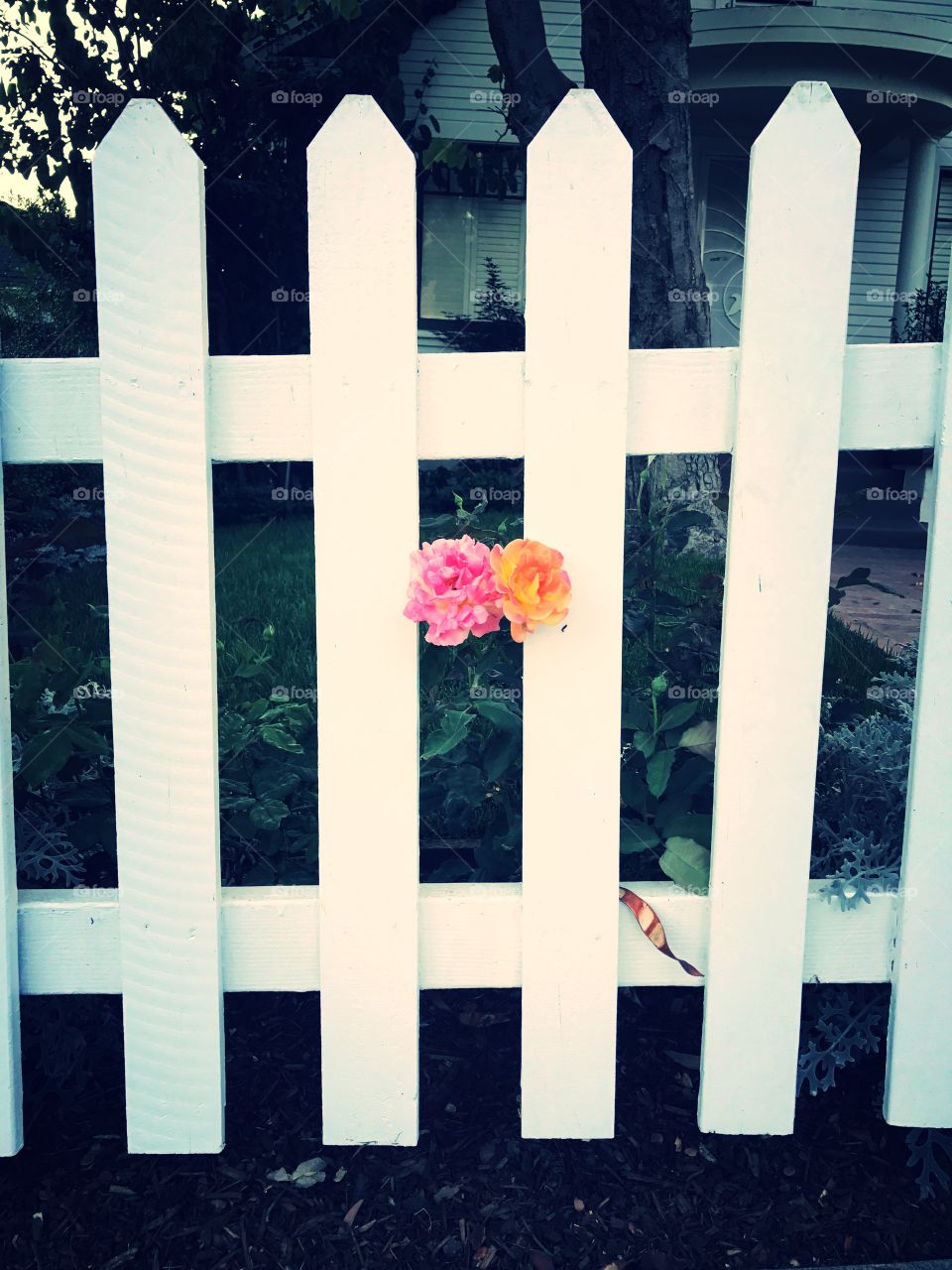 White Fences and Roses