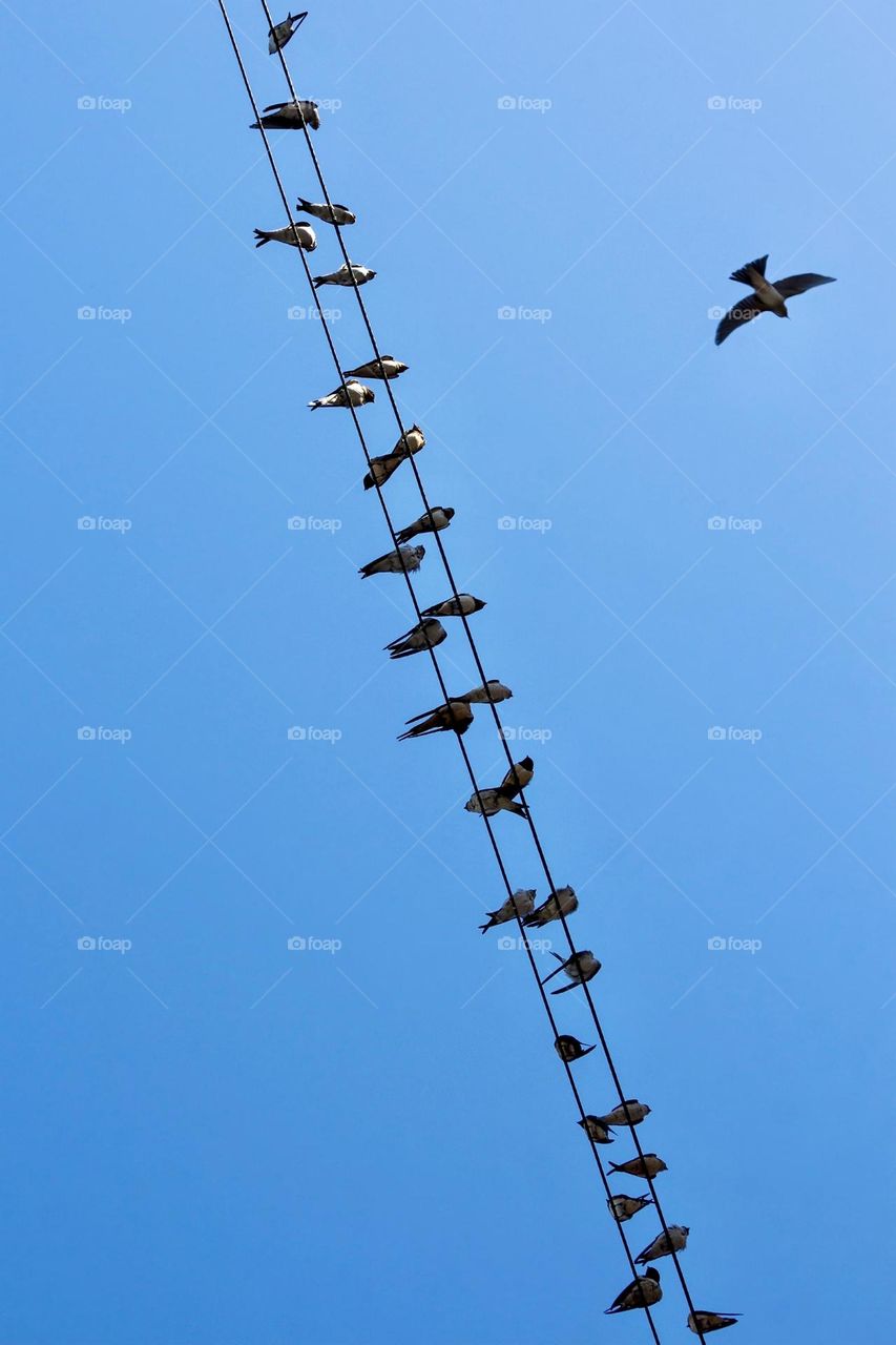 Swallows on the wires against blue sky 