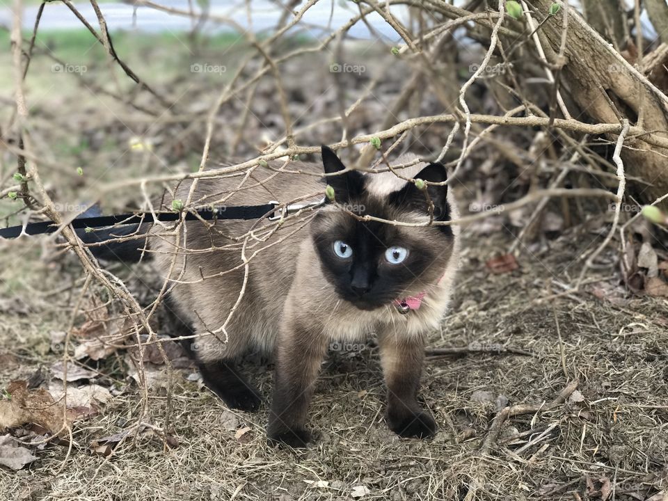 My cat Cinnamon “First time outside”