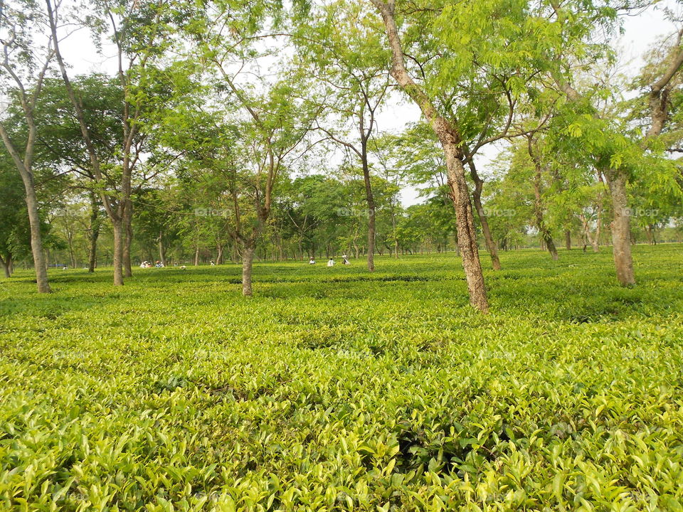 green#tea garden#beauty#leafy