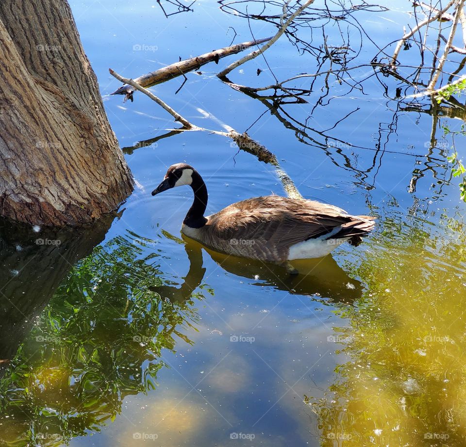 Canadian Goose on Arizona Lake