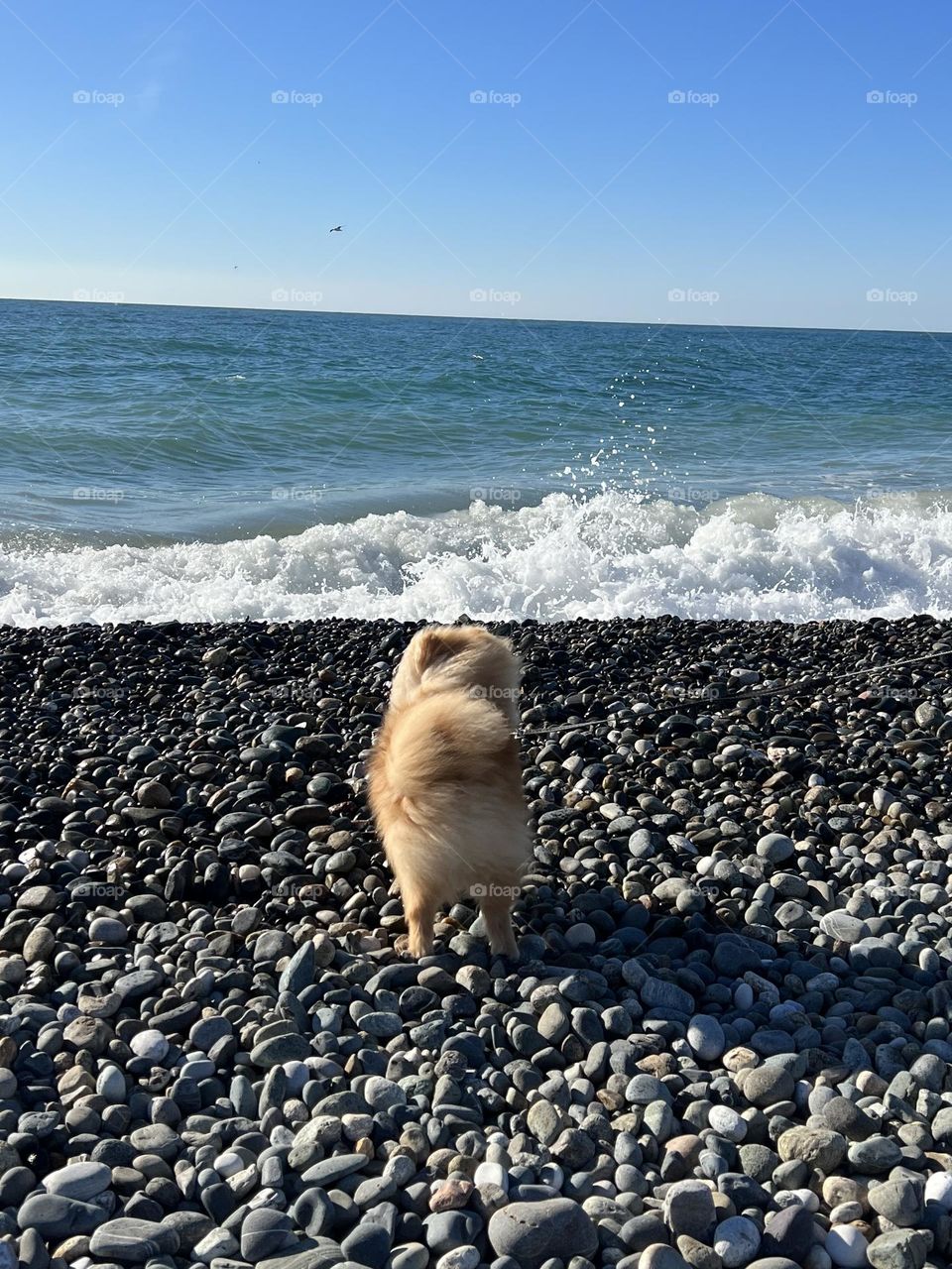 Dog and sea.