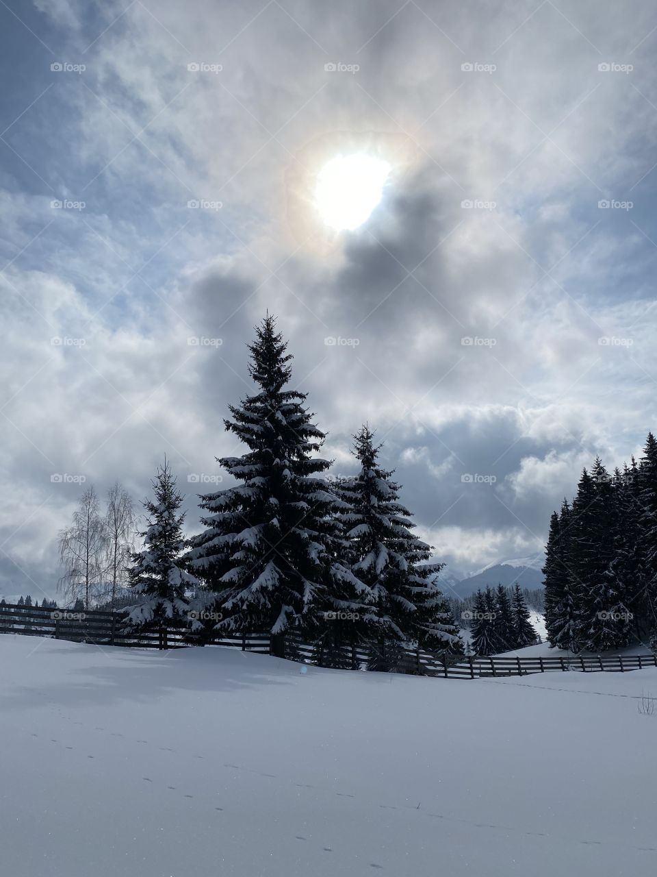 Hidden sun and tree in the snow