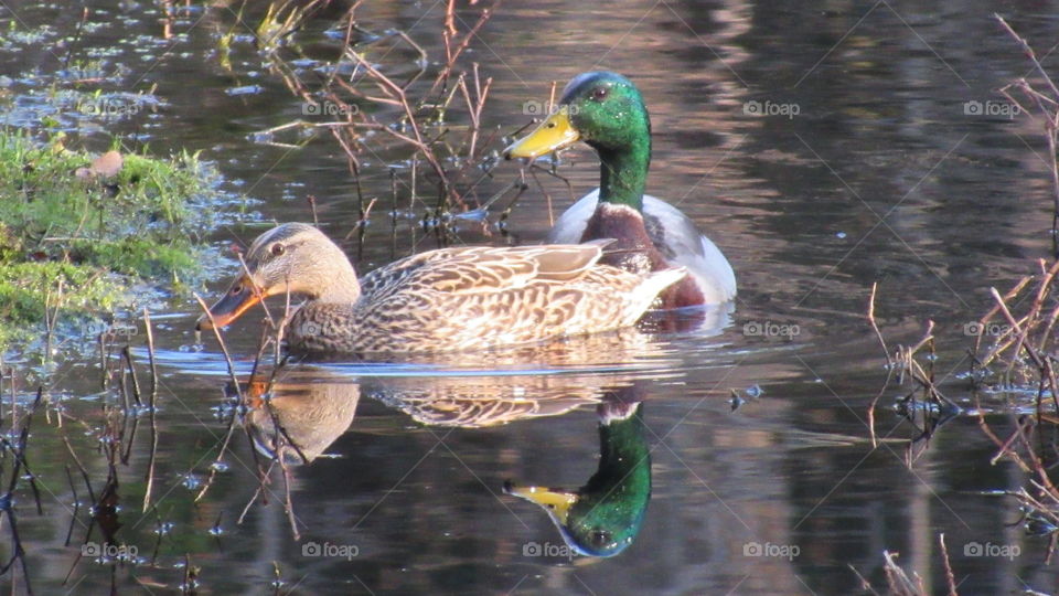 A pair of Mallard Ducks swimming