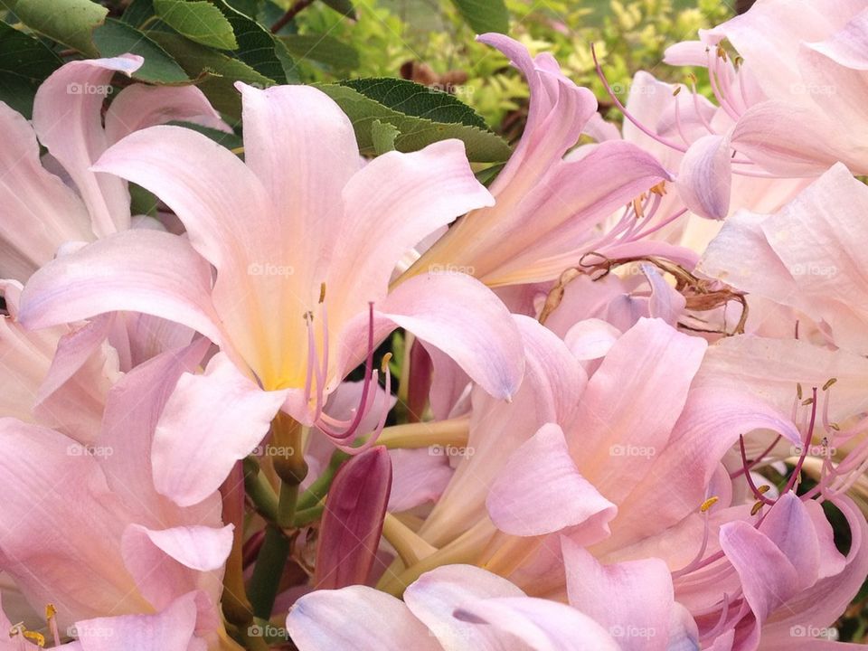 Late summer blooms