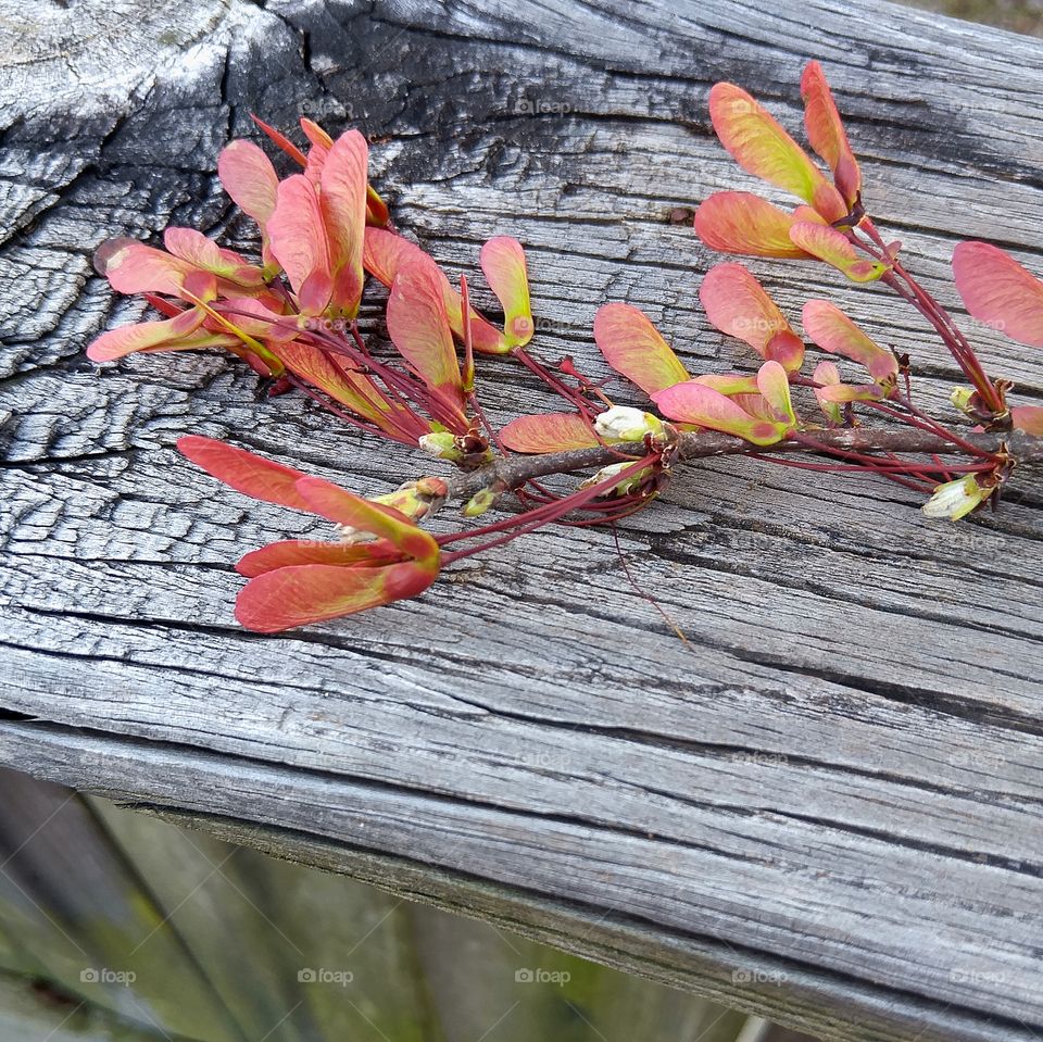 maple tree seed pods