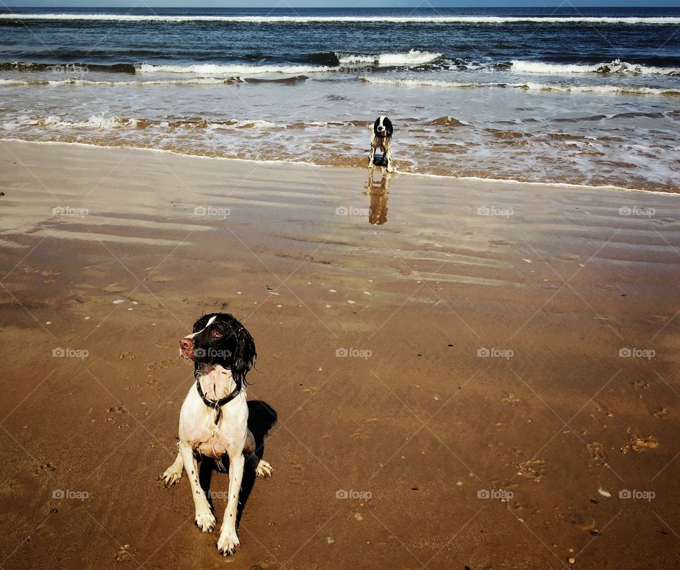 Two dogs at sea 