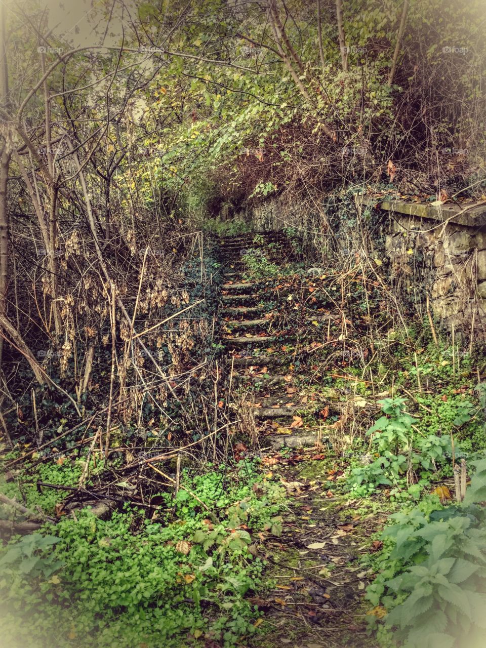 The hidden stairs in the forest