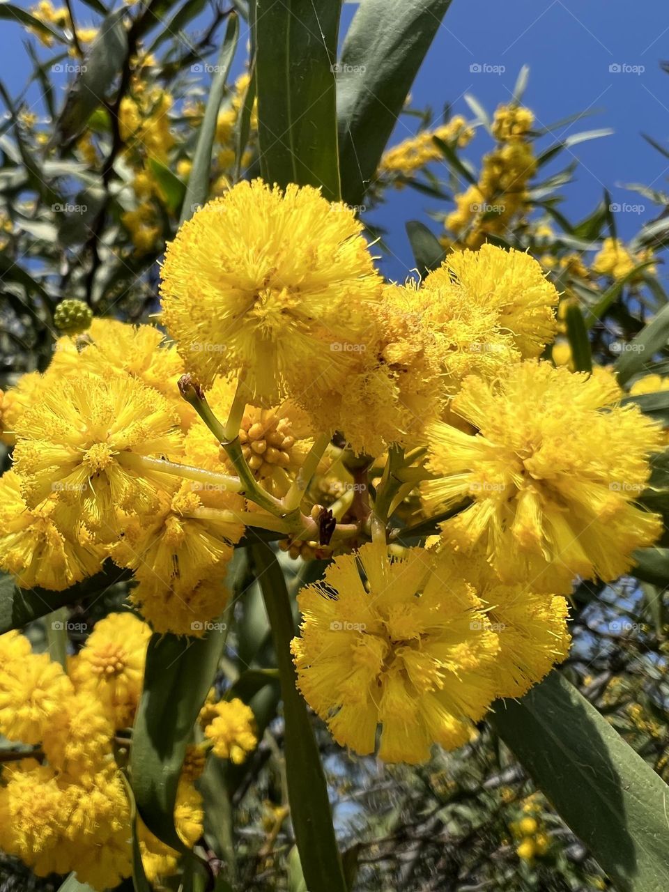 Spring mimosa