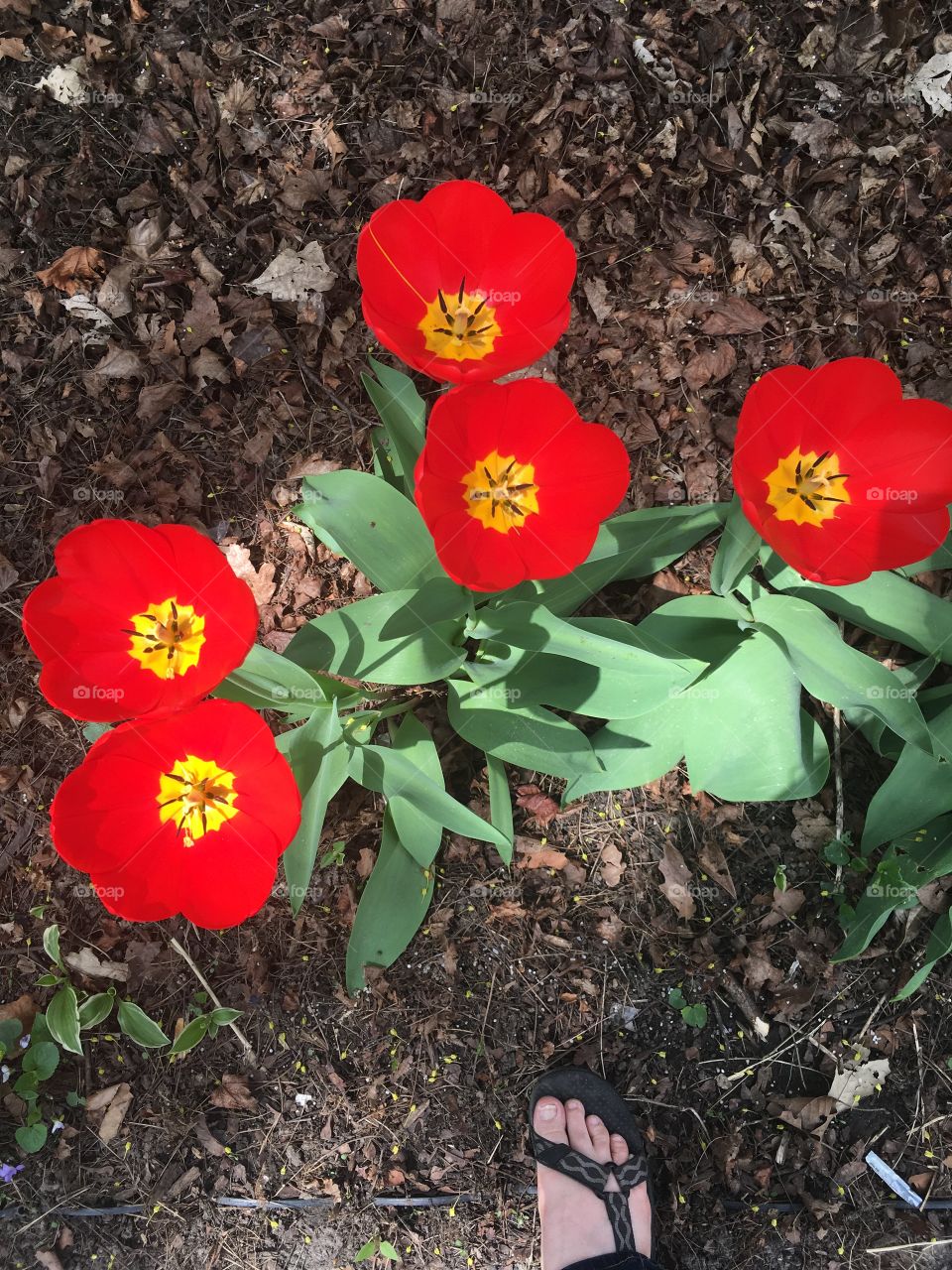 Red Tulip Cluster 