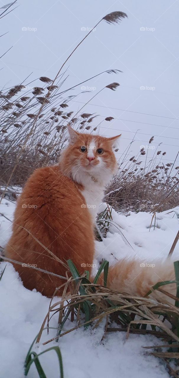 🐈🐱🐱🐱🐱🐈🐈