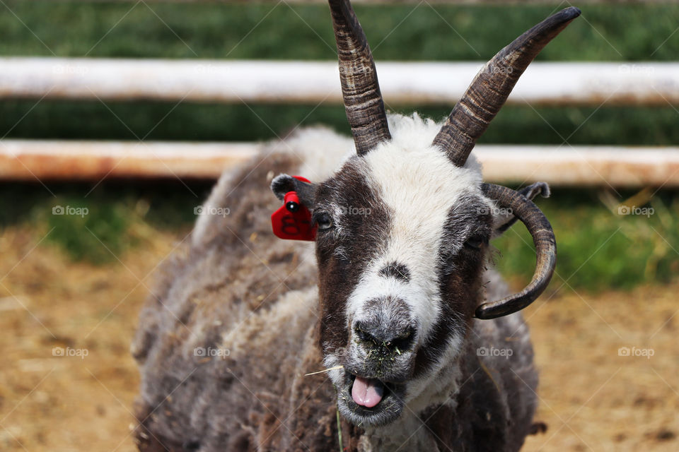 Goat with three horns