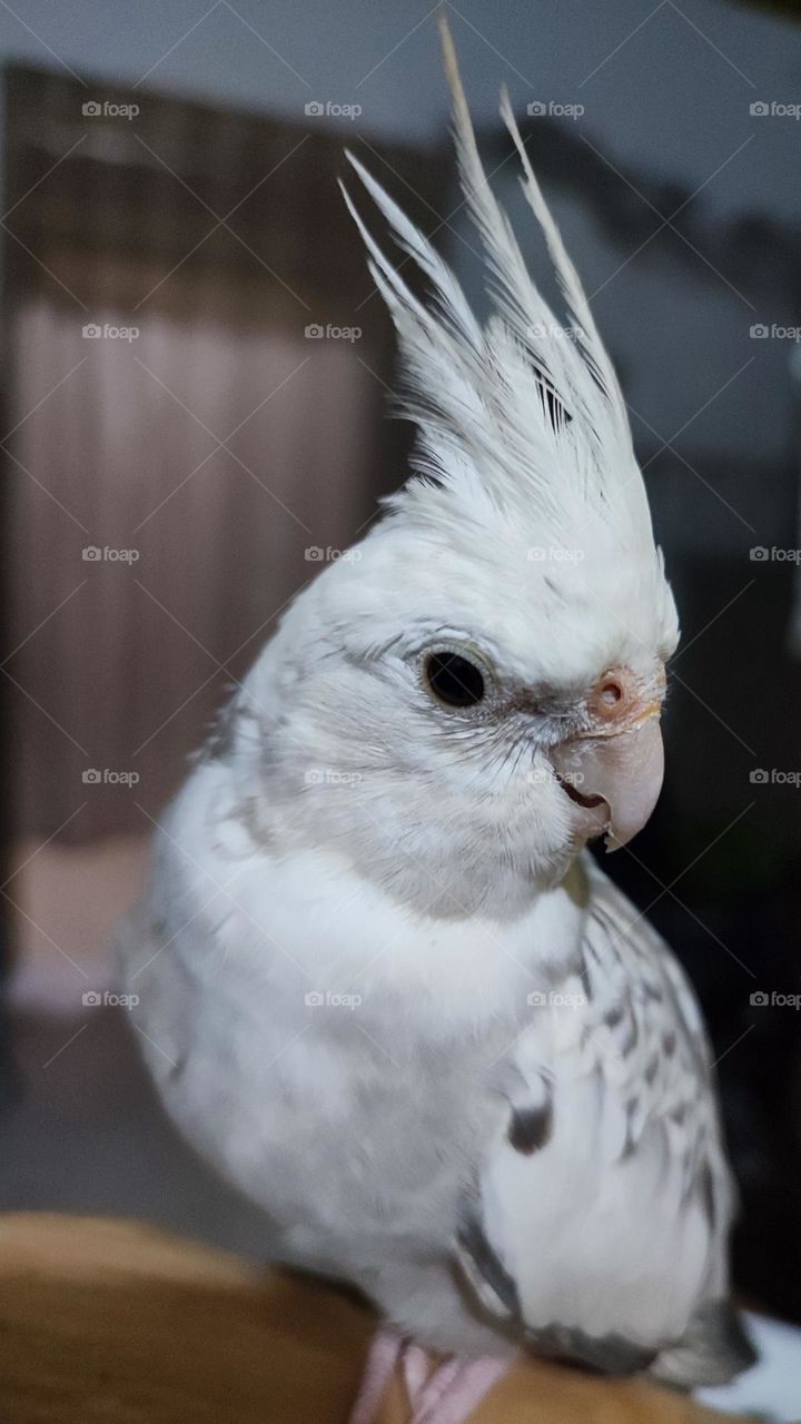 Parkit Australia Putih