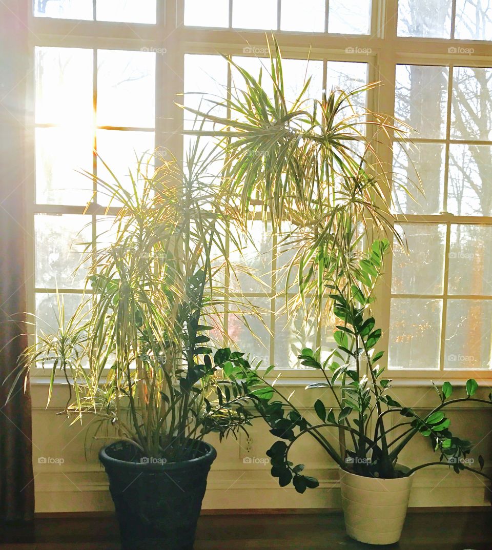 Sunlight on Houseplants