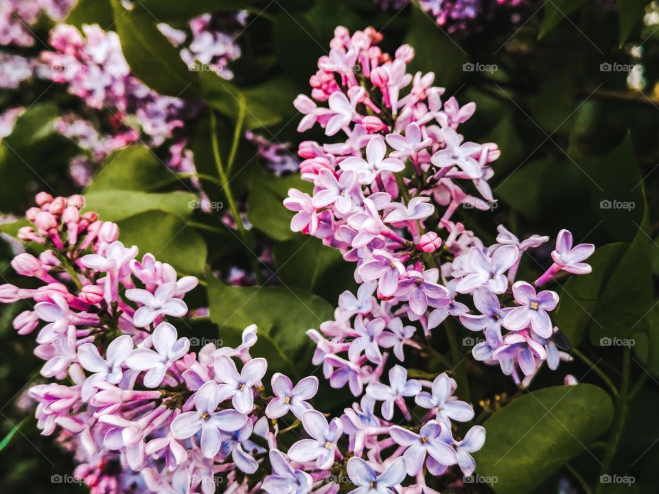 blooming tree