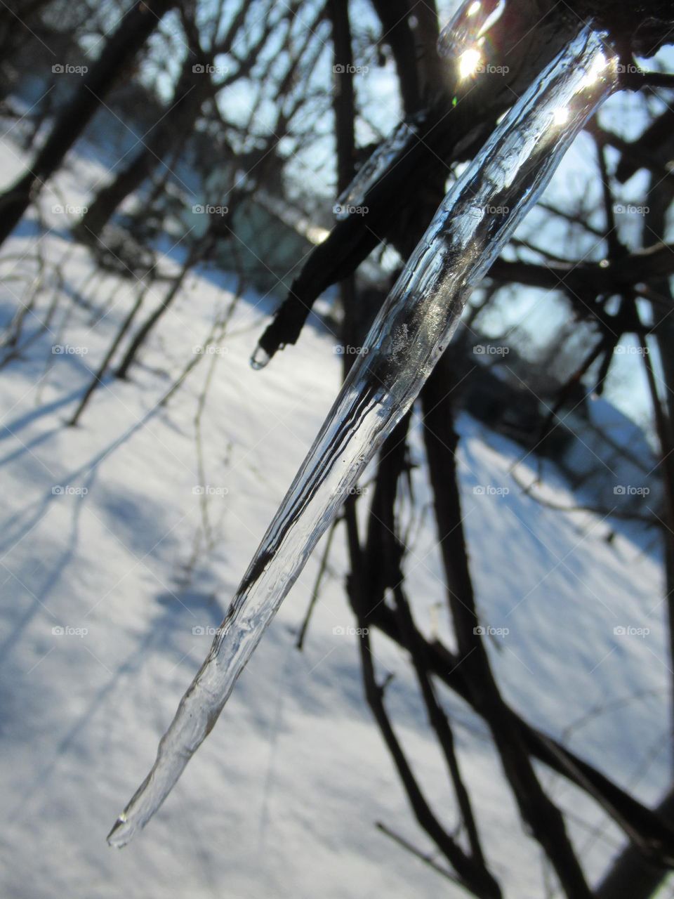 spring is coming, icicles with legs are in a hurry
