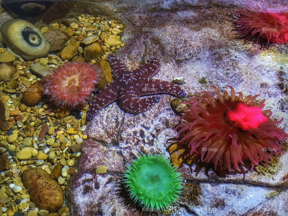 Starfish and reef in underwater
