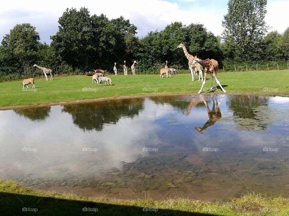 giraff