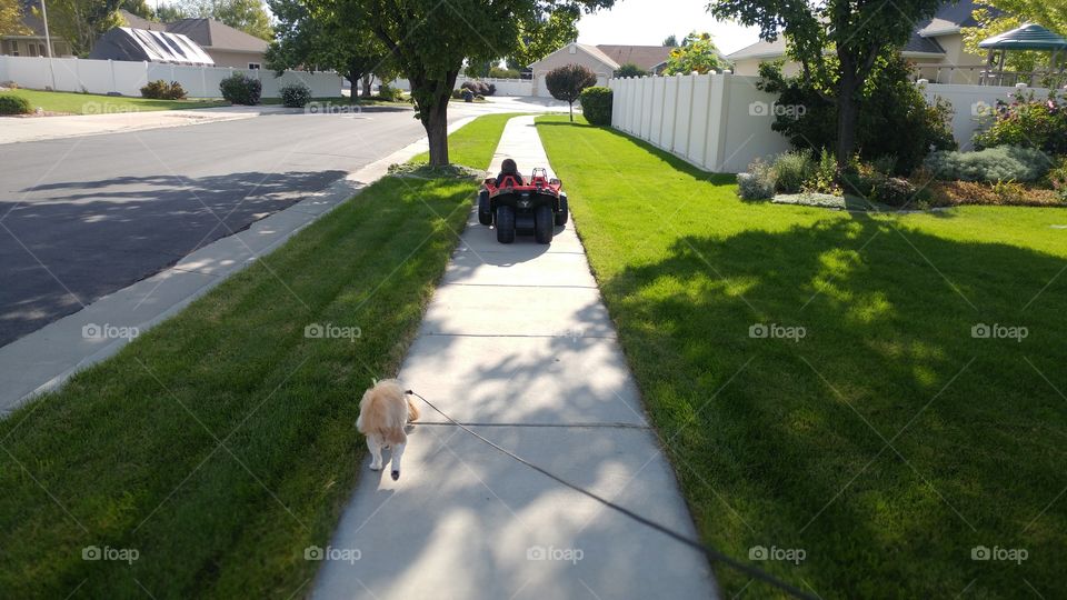 boy in toy car walking on sidewalk with pet dog shin tzu