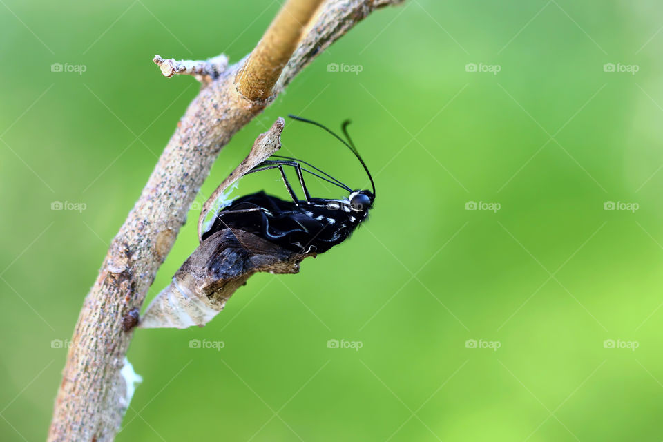 Metamorphosis of the black butterfly