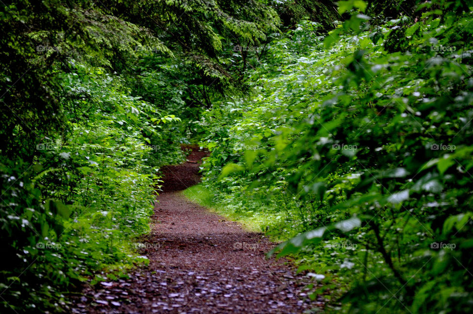 united states green plants background by refocusphoto